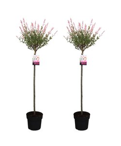 Salix Flamingo - Set van 2 - Bonte Wilg - Pot 19cm - Hoogte 90-110cm