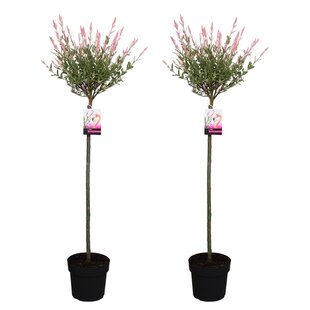 Salix Flamingo - 2er Set - Rosa Weide - Topf 19cm - Höhe 90-110cm