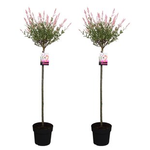 Salix Flamingo - Set de 2 - Saule Flamant - Pot 19cm - Hauteur 90-110cm