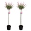 Salix Flamingo - 2er Set - Rosa Weide - Topf 19cm - Höhe 90-110cm