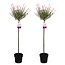 Salix integra Flamingo - Set di 2 - Salice Flamingo - Vaso 19cm -  Alt.100-110cm