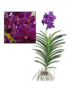 Vanda 'Samtige Brombeere' - Blühende Orchidee - Höhe 80-90cm