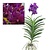 Vanda Velvet Blackberry - Orquídea - Púrpura - Altura 80-90cm