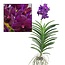 Vanda 'Velvet Blackberry' - Orchidea in fiore - Altezza 80-90cm