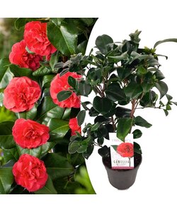 Camellia japonica Lady Campbell - Japanese rose - Pot 15cm - Height 50-60cm