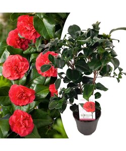 Camellia japonica Lady Campbell - rosa - ⌀15 cm - Altura 50-60cm