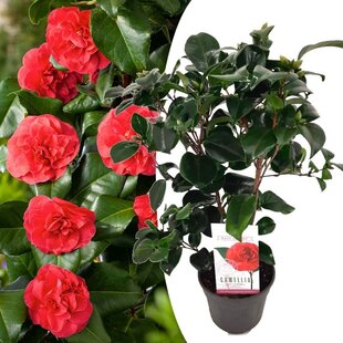 Camellia japonica Lady Campbell - Japanese rose - ø15cm - Height 50-60cm