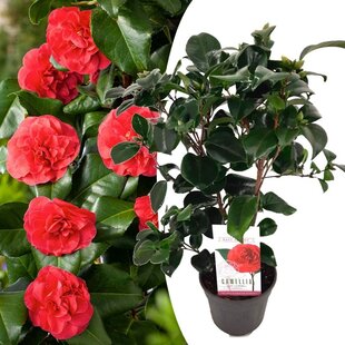 Camellia japonica 'Lady Campbell' - Rose - Pot 15cm - Hauteur 50-60cm