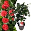 Camellia japonica Lady Campbell - Japanese rose - ø15cm - Height 50-60cm