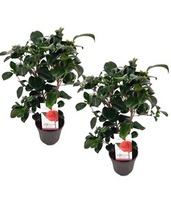 Camellia japonica Lady Campbell - 2er-Set - Rose - Topf 15cm - Höhe 50-60cm