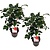 Camellia japonica 'Lady Campbell' - Set van 2 - Roos - Pot 15cm - Hoogte 50-60cm