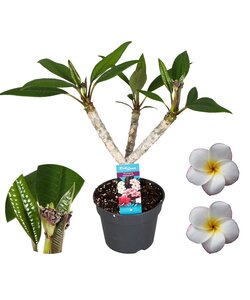 Hawaiianische Plumeria - Frangipani - Weiße Blumen - Topf 17cm - Höhe 45-55cm