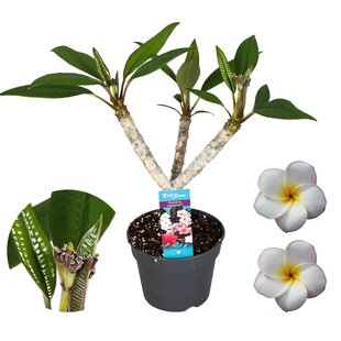 Hawaiianische Plumeria - Frangipani - Weiße Blumen - Topf 17cm - Höhe 45-55cm