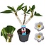 Plumeria Frangipani bianco - ⌀17cm - Altezza 55-70cm