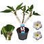 Plumeria Frangipani Blanc - Hawaii - Pot 17cm - Hauteur 55-70cm