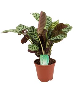 Ctenanthe 'Burle Marxii' Prayer plant - Pot 14 cm - Height 30-40cm