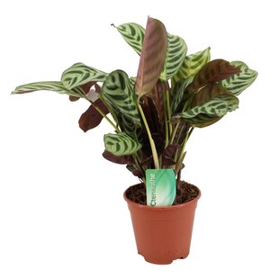Ctenanthe 'gebedsplant' - Burle-marxii - Pot 14cm - Hoogte 30-40cm