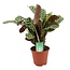 Ctenanthe 'gebedsplant' - Burle-marxii - Pot 14cm - Hoogte 30-40cm