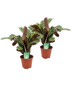 Ctenanthe 'gebedsplant' - Set van 2 - Burle-marxii - Pot 14cm - Hoogte 30-40cm