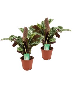 Ctenanthe 'Maranta' - Set de 2 - Burle-marxii - ⌀ 14cm - Hauteur 30-40cm