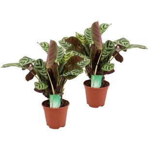 Ctenanthe 'gebedsplant' - Set van 2 - Burle-marxii - Pot 14cm - Hoogte 30-40cm