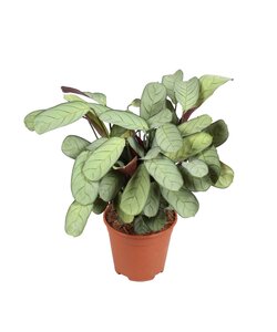 Ctenanthe Amagris 'Prayer plant' - ø14cm - Height 25-35cm