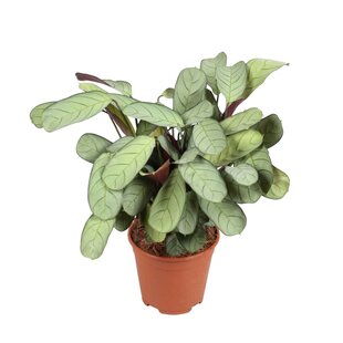 Ctenanthe amagris - Gebedsplant - Kamerplant - Pot 14cm - Hoogte 25-35cm