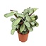 Ctenanthe amagris - Gebedsplant - Kamerplant - Pot 14cm - Hoogte 25-35cm