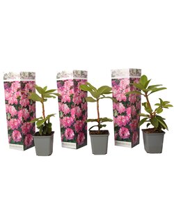 Rhododendron - Set van 3 - Roze - Tuinplant - Pot 9cm - Hoogte 25-40cm