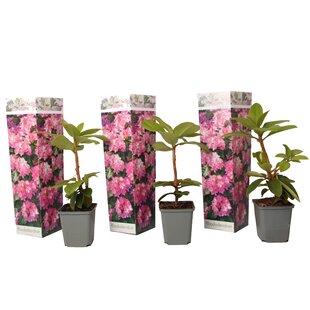 Rhododendron - 3er Set - Rosa - Garten - Topf 9cm - Höhe 25-40cm