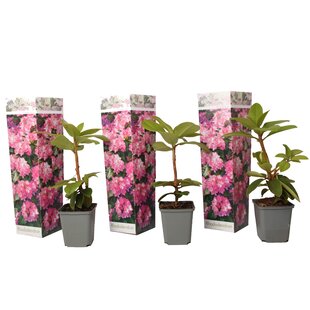 Rhododendron - Set van 3 - Roze - Tuinplant - Pot 9cm - Hoogte 25-40cm