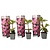 Rhododendron Roseum Elegans Pink Rododendro - Set di 3 - Rosa - Giardino - Vaso 9cm - Altezza 25-40cm