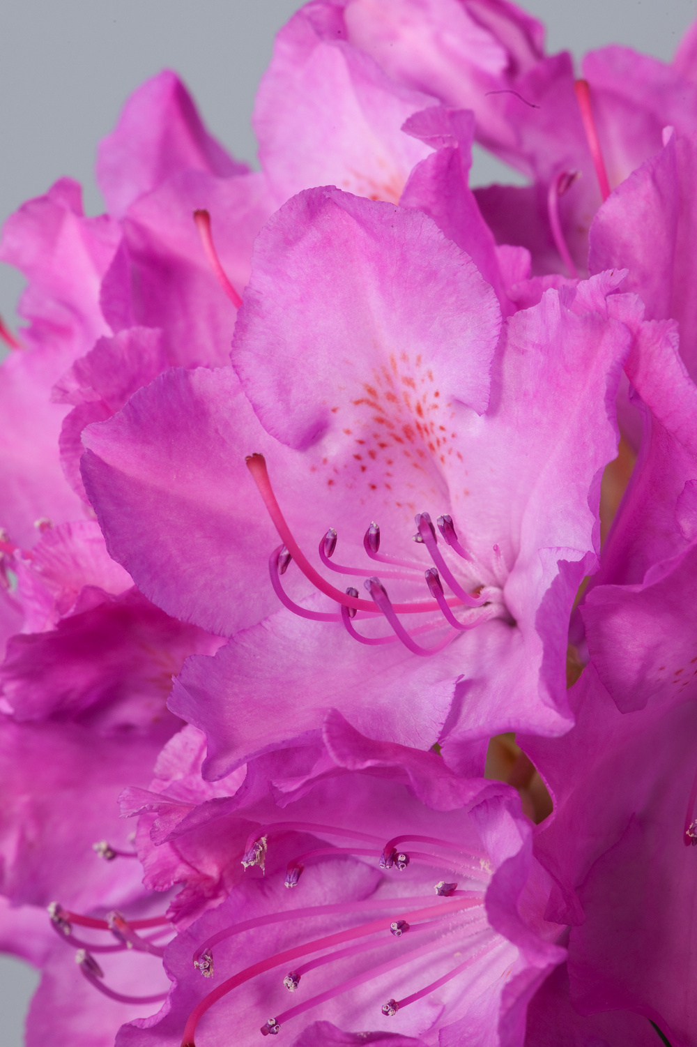 Rhododendron 'Roseum Elegans' - Stock Image - B834/2876 - Science Photo  Library