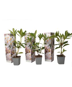 Rhododendron - Mix van 3 - Wit - Tuinplant - Pot 9cm - Hoogte 25-40cm