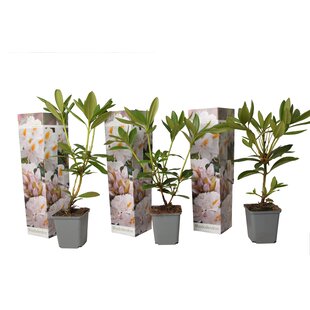Rhododendron - Mix of 3 - White - ø9cm - Height 25-40cm