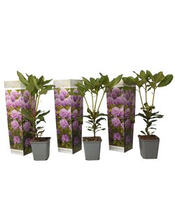 Rhododendron Catawbiense Púrpura - Juego de 3 - Púrpura - ⌀9 cm - Altura 25-40cm