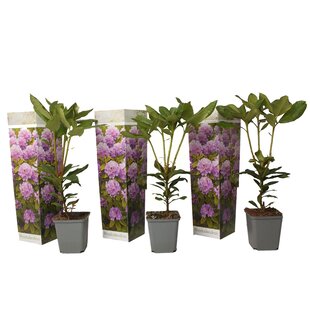 Buy a garden plant? Large assortment of outdoor plants! - FloraStore