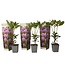 Rhododendron Catawbiense Purple - Set van 3 - Paars - Pot 9cm - Hoogte 25-40cm