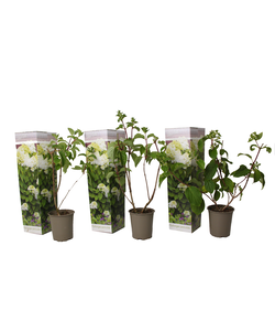 Hydrangea Paniculata Blanc - Set de 3 - Hortensia - Pot 9cm - Hauteur 25-40cm