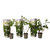 Ortensia hydrangea Paniculata 'Silver Dollar' - Set di 3 - ⌀9cm - Altezza 25-40m