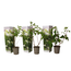 Hydrangea hortensie Paniculata 'Silver Dollar' - 3er Set - ⌀9cm - Höhe 25-40cm