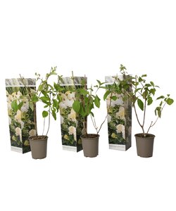 Hortensia Paniculata Phantom - Juego de 3 - Hydrangea - ⌀ 9cm - Altura 25-40 m