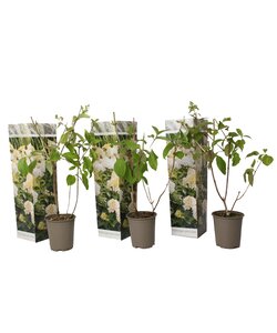 Hydrangea hortensie Paniculata 'Phantom' - 3er Set - ⌀9cm - Höhe 25-40m