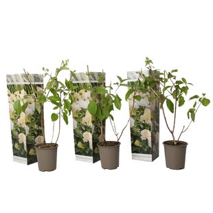 Hydrangea Paniculata 'Phantom' - Set of 3 - Hortensia - ⌀9cm - Height 25-40cm
