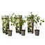 Ortensia hydrangea paniculata 'Phantom' - Set di 3 - Vaso 9cm - Altezza 25-40m