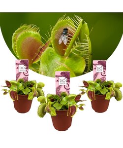 Dionaea Muscipula - Venus Vliegenvanger - Set van 3 - Pot 5,5cm - Hoogte 5-10cm