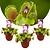 Dionaea Muscipula - Muchołówka - Zestaw 3 sztuk - ⌀5,5cm - Wysokość 5-10cm