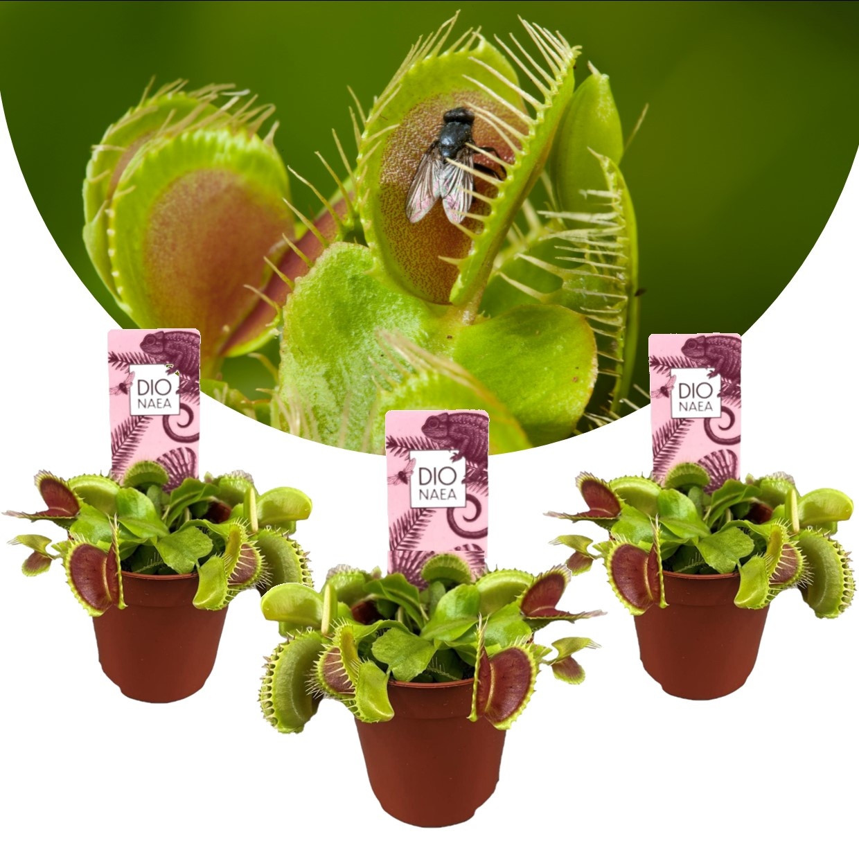 3x Well-Started Plants: Classic Venus Flytrap Dionaea Muscipula
