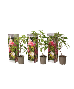 Hydrangea Paniculata 'Pink Lady' - Set of 3 - Hortensia - ⌀9cm - Height 25-40cm