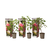 Hydrangea hortensie Paniculata 'Rosa Dame' - 3er Set - ⌀9cm - Höhe 25-40m
